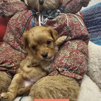 POSEY, a female Poodle - Miniature  and Cavachon for sale in Chino Valley, AZ – Photo 7 of 8