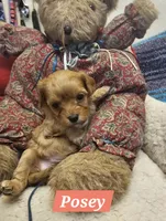 POSEY, a female Poodle - Miniature  and Cavachon for sale in Chino Valley, AZ – Photo 7 of 8
