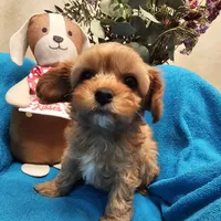 POSEY, a female Poodle - Miniature  and Cavachon for sale in Chino Valley, AZ – Photo 5 of 8