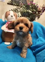 POSEY, a female Poodle - Miniature  and Cavachon for sale in Chino Valley, AZ – Photo 5 of 8