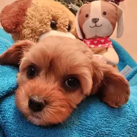 POSEY, a female Poodle - Miniature  and Cavachon for sale in Chino Valley, AZ – Photo 2 of 8