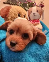 POSEY, a female Poodle - Miniature  and Cavachon for sale in Chino Valley, AZ – Photo 2 of 8