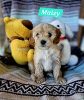 Maizy, a female Poodle - Miniature  and Cavachon for sale in Chino Valley, AZ – 3 of 5