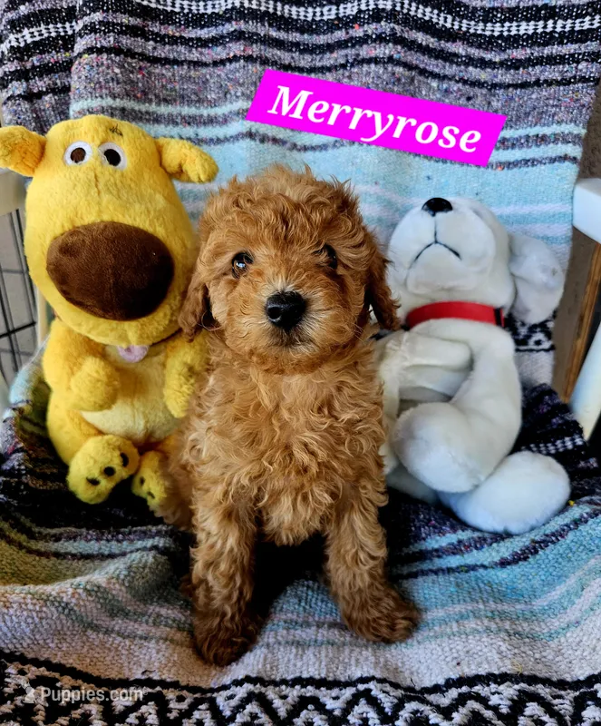 Merryrose – Poodle - Miniature , Cavachon puppy for sale in Chino Valley, AZ