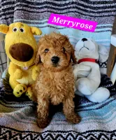 Merryrose, a female Poodle - Miniature  and Cavachon for sale in Chino Valley, AZ – 1 of 5