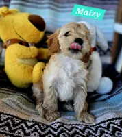 Maizy, a female Poodle - Miniature  and Cavachon for sale in Chino Valley, AZ – 5 of 5