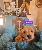 Juniper, a female Poodle - Miniature  and Cavachon for sale in Chino Valley, AZ – Photo 4 of 5
