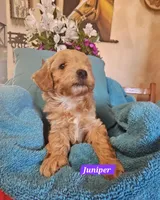 Juniper, a female Poodle - Miniature  and Cavachon for sale in Chino Valley, AZ – Photo 2 of 5