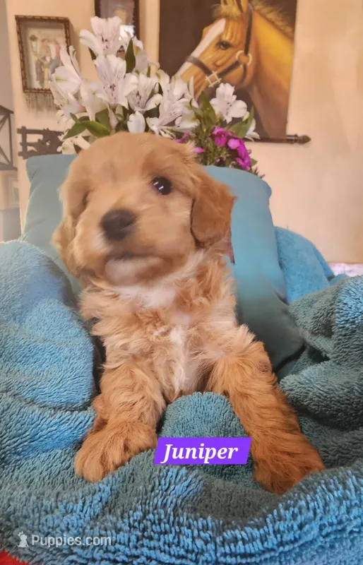 Juniper – Poodle - Miniature , Cavachon puppy for sale in Chino Valley, AZ