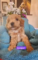 Juniper, a female Poodle - Miniature  and Cavachon for sale in Chino Valley, AZ – Photo 1 of 5