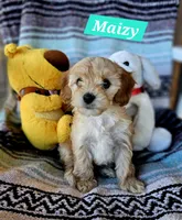 Maizy, a female Poodle - Miniature  and Cavachon for sale in Chino Valley, AZ – 2 of 5