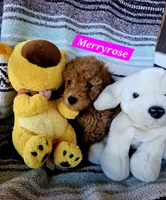 Merryrose, a female Poodle - Miniature  and Cavachon for sale in Chino Valley, AZ – 5 of 5