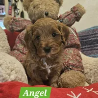 Angel, a female Poodle - Miniature  and Cavachon for sale in Chino Valley, AZ – Photo 1 of 8