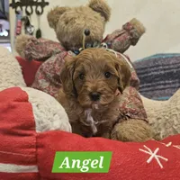 Angel, a female Poodle - Miniature  and Cavachon for sale in Chino Valley, AZ – Photo 3 of 8