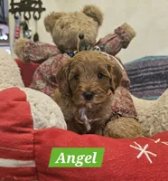 Angel, a female Poodle - Miniature  and Cavachon for sale in Chino Valley, AZ – Photo 3 of 8