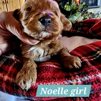 Angel, a female Poodle - Miniature  and Cavachon for sale in Chino Valley, AZ – Photo 7 of 8