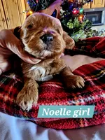 Angel, a female Poodle - Miniature  and Cavachon for sale in Chino Valley, AZ – Photo 7 of 8