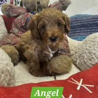 Angel, a female Poodle - Miniature  and Cavachon for sale in Chino Valley, AZ – Photo 2 of 8