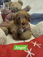 Angel, a female Poodle - Miniature  and Cavachon for sale in Chino Valley, AZ – Photo 2 of 8