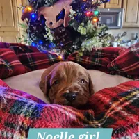 Angel, a female Poodle - Miniature  and Cavachon for sale in Chino Valley, AZ – Photo 5 of 8