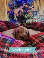 Angel, a female Poodle - Miniature  and Cavachon for sale in Chino Valley, AZ – Photo 5 of 8