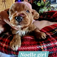 Angel, a female Poodle - Miniature  and Cavachon for sale in Chino Valley, AZ – Photo 6 of 8