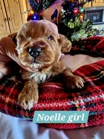 Angel, a female Poodle - Miniature  and Cavachon for sale in Chino Valley, AZ – Photo 6 of 8