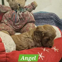 Angel, a female Poodle - Miniature  and Cavachon for sale in Chino Valley, AZ – Photo 4 of 8