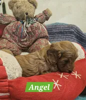 Angel, a female Poodle - Miniature  and Cavachon for sale in Chino Valley, AZ – Photo 4 of 8