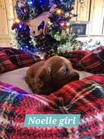 Angel, a female Poodle - Miniature  and Cavachon for sale in Chino Valley, AZ – Photo 8 of 8