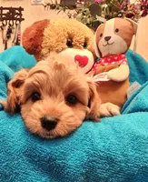 Blossom, a female Poodle - Miniature  and Cavachon for sale in Chino Valley, AZ – Photo 4 of 5