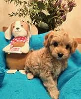 Blossom, a female Poodle - Miniature  and Cavachon for sale in Chino Valley, AZ – Photo 1 of 5