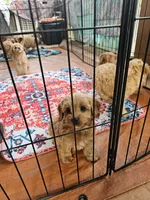 Blossom, a female Poodle - Miniature  and Cavachon for sale in Chino Valley, AZ – Photo 5 of 5
