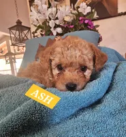 ASH, a male Poodle - Miniature  and Cavachon for sale in Chino Valley, AZ – Photo 3 of 5