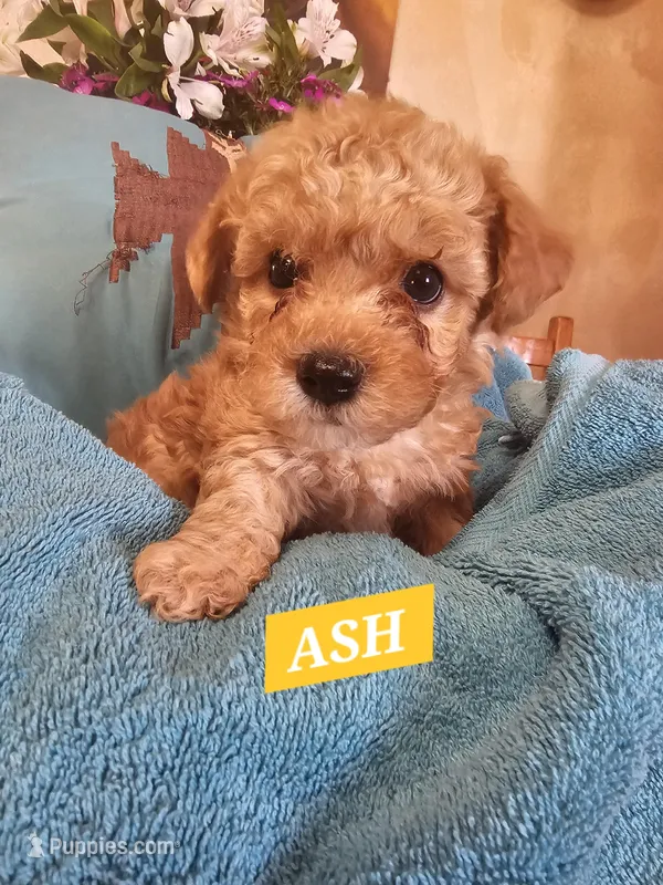 ASH – Poodle - Miniature , Cavachon puppy for sale in Chino Valley, AZ