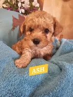 ASH, a male Poodle - Miniature  and Cavachon for sale in Chino Valley, AZ – Photo 1 of 5