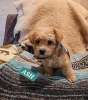 ASH, a male Poodle - Miniature  and Cavachon for sale in Chino Valley, AZ – 4 of 5