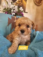 ASH, a male Poodle - Miniature  and Cavachon for sale in Chino Valley, AZ – Photo 2 of 5