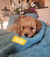 ASH, a male Poodle - Miniature  and Cavachon for sale in Chino Valley, AZ – Photo 4 of 5