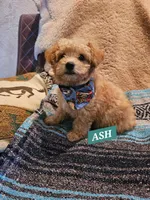 ASH, a male Poodle - Miniature  and Cavachon for sale in Chino Valley, AZ – 3 of 5