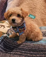 ASH, a male Poodle - Miniature  and Cavachon for sale in Chino Valley, AZ – 2 of 5