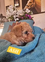 ASH, a male Poodle - Miniature  and Cavachon for sale in Chino Valley, AZ – Photo 5 of 5