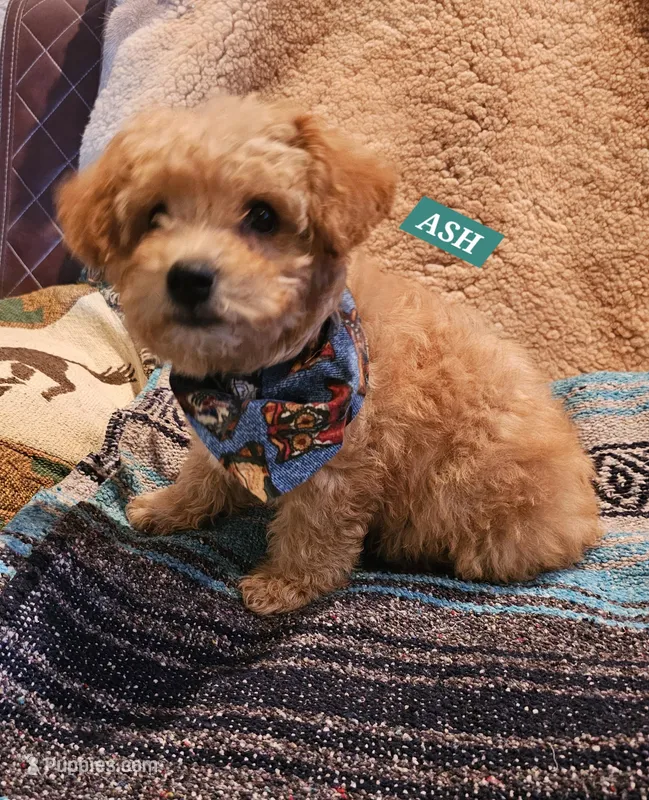 ASH – Poodle - Miniature , Cavachon puppy for sale in Chino Valley, AZ