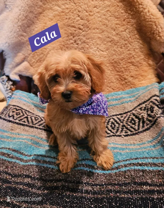 Cala – Poodle - Miniature , Cavachon puppy for sale in Chino Valley, AZ
