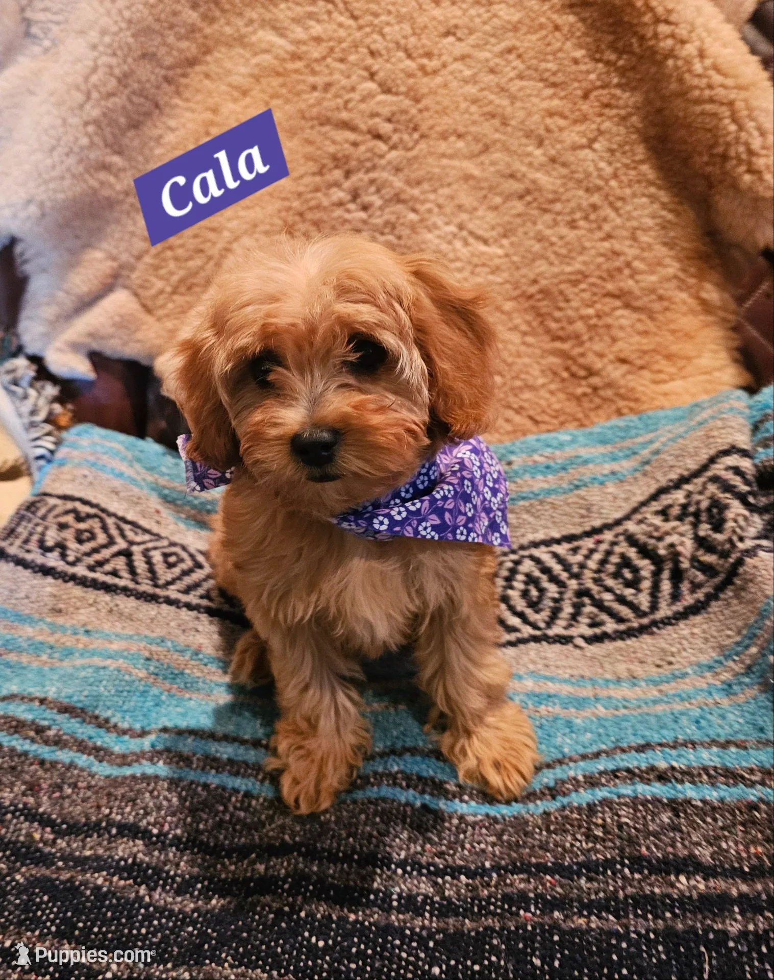 Cala, a female Poodle - Miniature  and Cavachon for sale in Chino Valley, AZ – 1 of 7