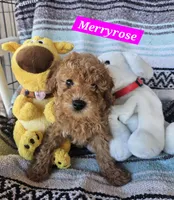 Merryrose, a female Poodle - Miniature  and Cavachon for sale in Chino Valley, AZ – 3 of 5
