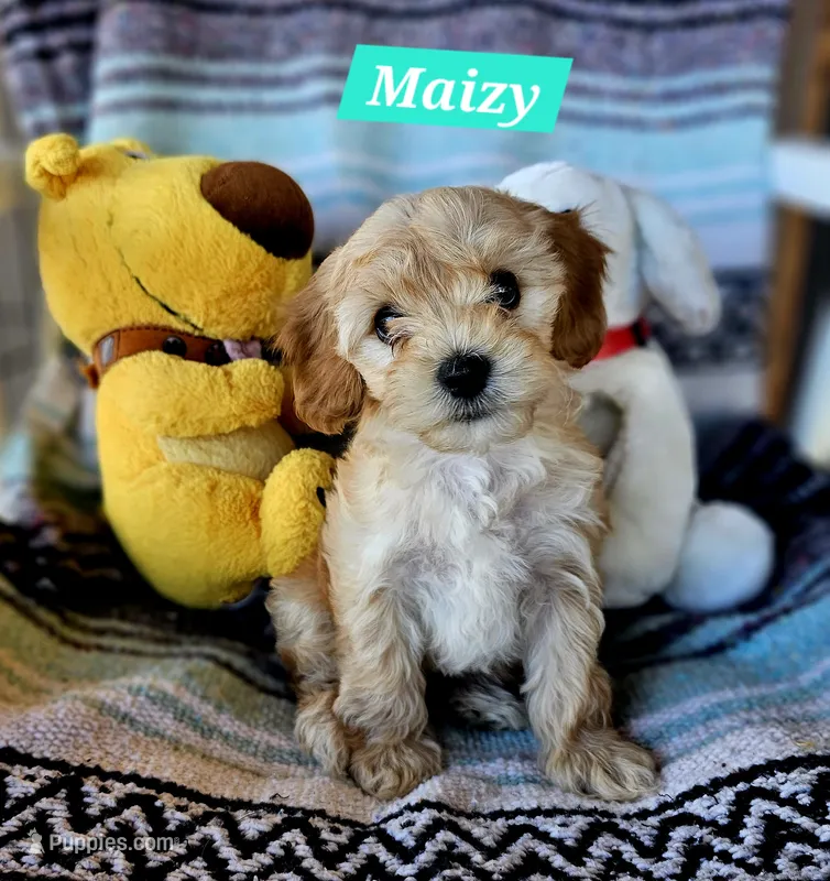 Maizy – Poodle - Miniature , Cavachon puppy for sale in Chino Valley, AZ