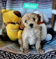 Maizy, a female Poodle - Miniature  and Cavachon for sale in Chino Valley, AZ – 1 of 5