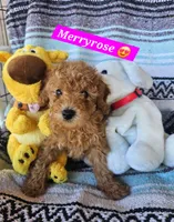 Merryrose, a female Poodle - Miniature  and Cavachon for sale in Chino Valley, AZ – 2 of 5