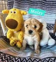 Maizy, a female Poodle - Miniature  and Cavachon for sale in Chino Valley, AZ – 4 of 5